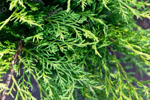 Preview: Young shoots with fresh bright green needles on juniper branches, thuja. Pattern, green natural back