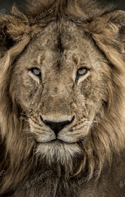 Preview: Close-up of a male lion in Serengeti National Park