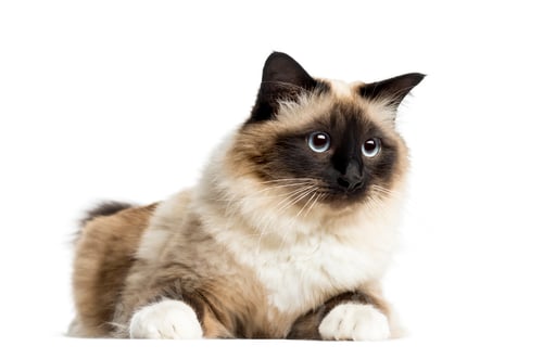 Preview: Birman lying, 3 years old, isolated on white