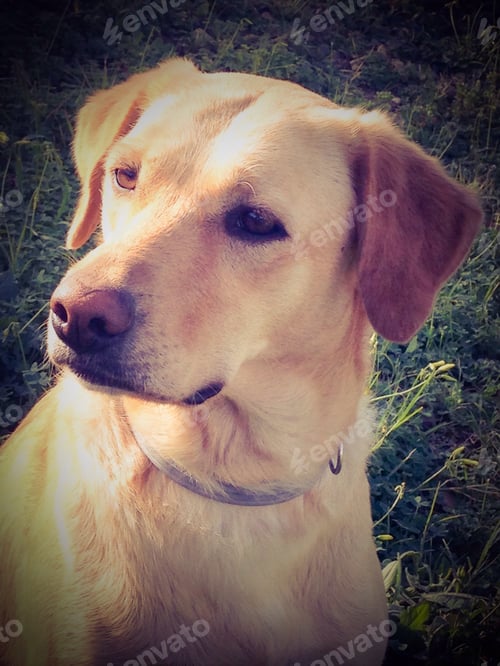 Visualização: Lindo labrador