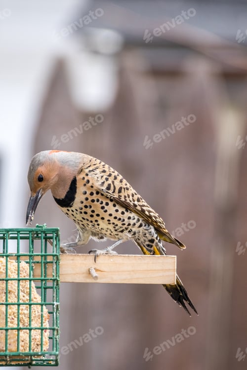 Preview: Common Yellow Shafted Flicker Feeding