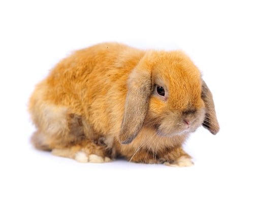 Preview: Lop rabbit on white background