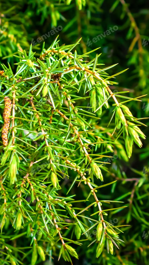 Preview: green juniper seeds on a beautiful sunny day