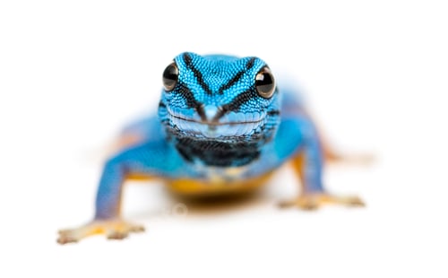 Preview: Electric blue gecko, Lygodactylus williamsi, isolated