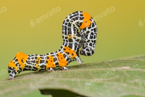 Preview: unique caterpillar