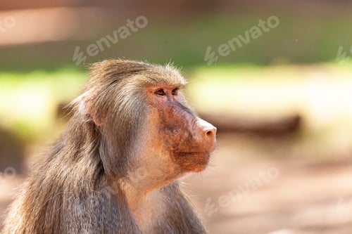 Preview: Profile of Hamadryas Baboon