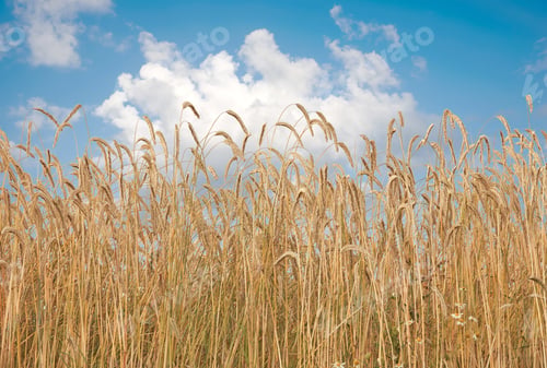 Preview: Grass, wheat and field with blue sky outdoor of grain harvest, agriculture farm and crop production