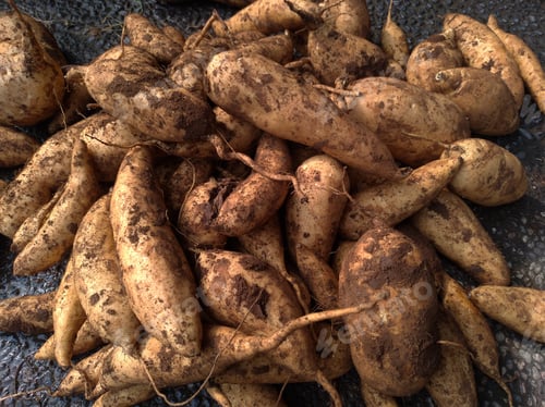 Preview: Cilembu honey sweet potato