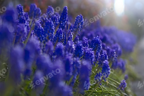 Spring flowers