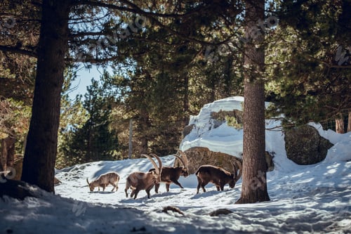 Preview: Wild goats pasturing near tree between snow