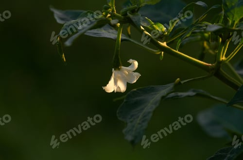 Preview: White flower of the chili pepper