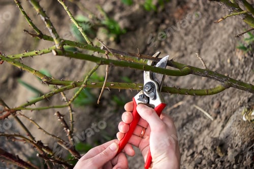 Preview: a farmer cuts dry branches of a rose bush.
