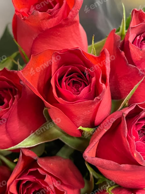 Preview: Red roses