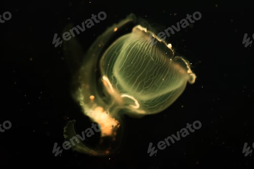Preview: Close-up picture of beautiful jellyfish floating in ocean