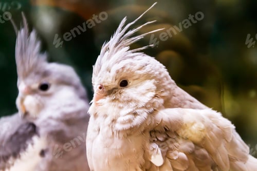Preview: bird, cockatoo, pet, parrotsss