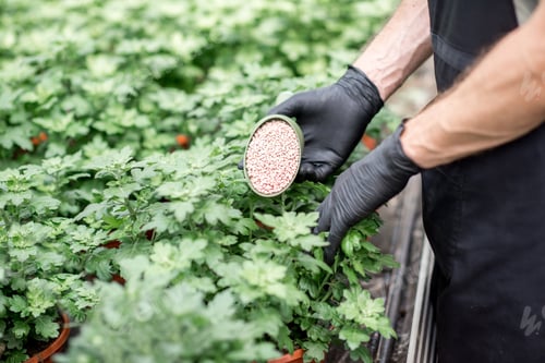 Preview: Fertilizing the plants