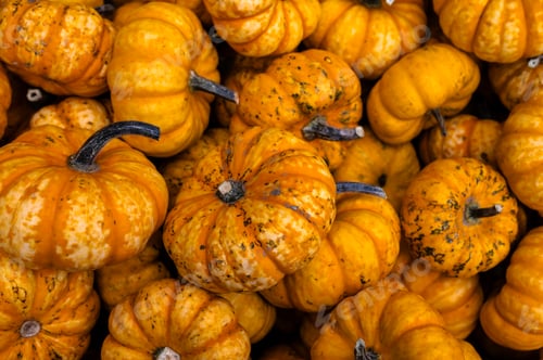 Preview: Close-up pile of pumpkins Fresh orange pumpkins stacked tightly