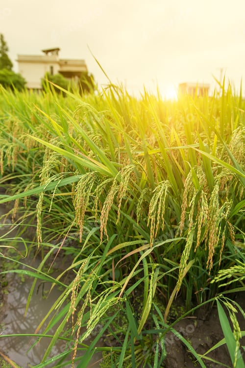 Preview: Paddy Rice Harvest