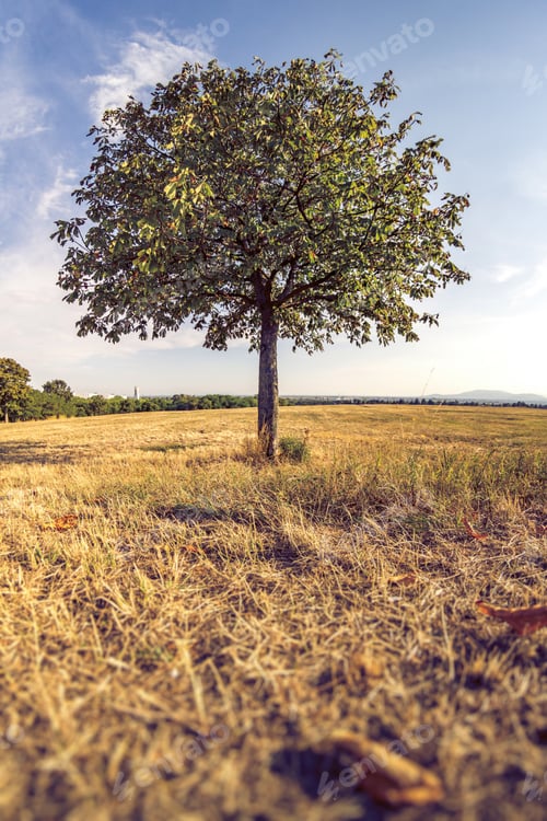 Preview: Single tree on a hill with low grass