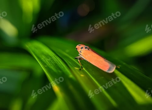 Preview: Bothrogonia is a genus of leafhopper.