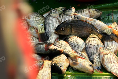 Preview: Fresh fish in the market