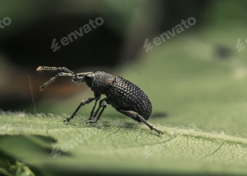 Preview: Close-up shot of a black weevil on a green leaf