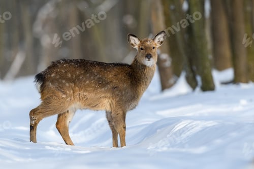 Preview: Roe deer in the winter forest. Animal in natural habitat