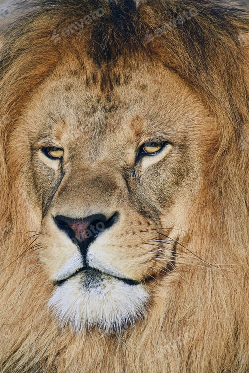 Preview: Close up portrait of male African lion