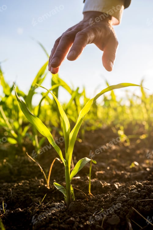 Preview: Businessman holding his hand above a young maize plant