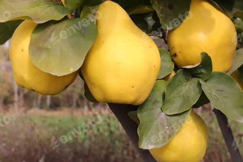 Preview: Ripe yellow quinces in the orchard