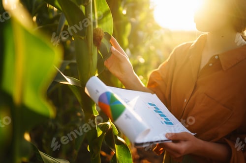 Preview: Business woman examines the quality of the corn field before harvesting. Harvest care concept.
