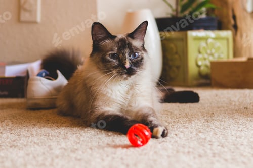 Preview: Long-Haired Siamese Kitten