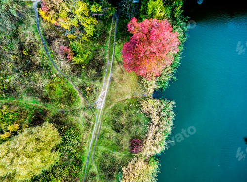Preview: Aerial view - red tree on a meadow