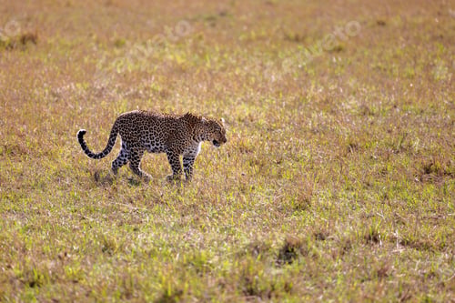 Vista previa: Wild cheetah strides across a savannah landscape illuminated by the golden sunlight