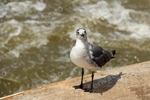 Preview: Minimalistic view of a seagull standing on wooden surface with water in background