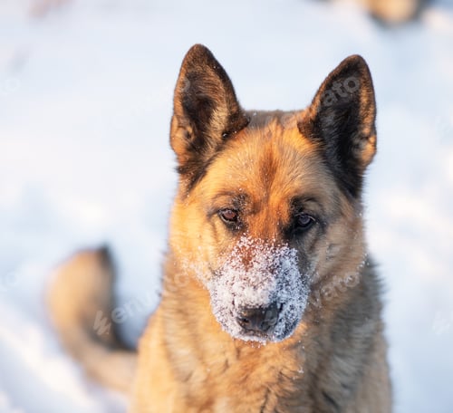 Preview: A dog of East European Shepherd breed lies in snowy cold frosty winters in the snow. Nose in snow