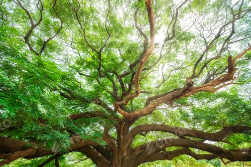 Preview: Giant Monky Pod Tree or Rain Tree with spread the branches shady and sunlight shine growing