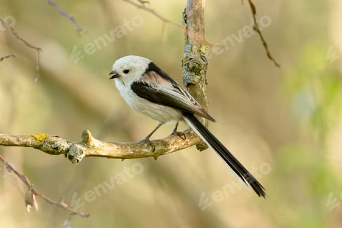 Preview: Long-Tailed Tit Sits On Branch