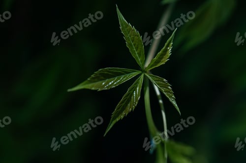 Preview: Parthenocissus quinguefolia with green leaves on a natural green background.