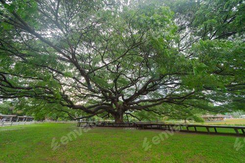 Preview: Green trees in national park garden in summer season. Nature landscape background.