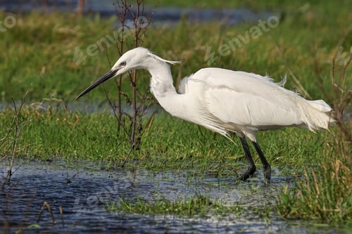 Preview: a white bird standing on top of grass next to water