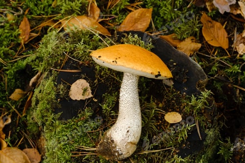 Preview: A large aspen mushroom with an orange cap grows in the autumn forest. Mushrooms in the forest.