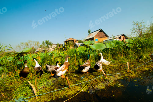 Preview: Beautiful scenic view of Dal Lake, Jammu and Kashmir, India