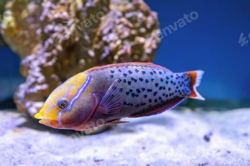 Preview: Bright Beautiful Fish Queen Coris, Coris Formosa Swimming In Aquarium