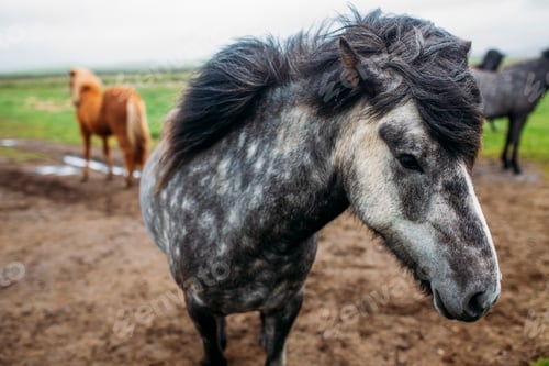 Preview: Beautiful Icelandic horses roaming in northern meadow