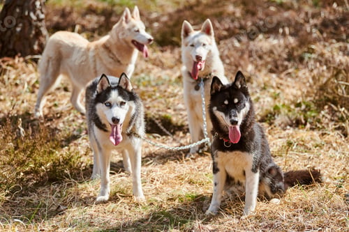 Preview: Four Siberian Husky dogs stands on forest grass, full size Husky dogs portrait