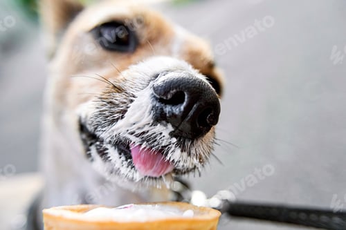 Preview: Dog's nose in close-up, smeared in vanilla ice cream. Funny cute charming photo with pets in summer.