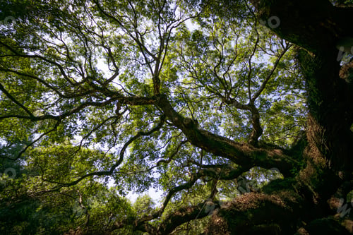 Preview: Majestic tree branches in a lush forest