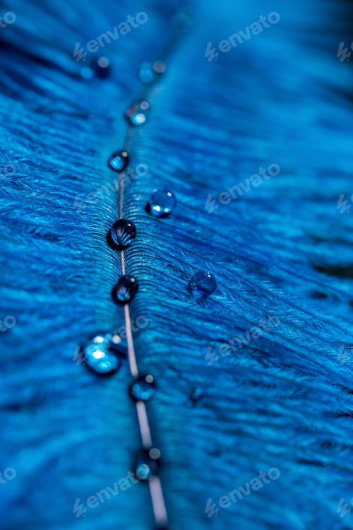 Preview: Blue feather and water drops, close-up