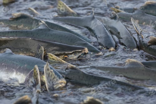 Preview: Spawning salmon